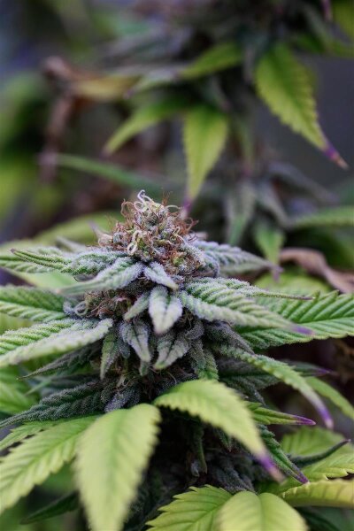 Kannabia Hightere Kirsche Fem. 3+1St.