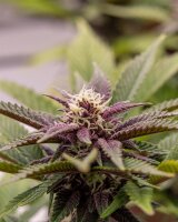 Kannabia Hightere Kirsche Fem. 3+1St.