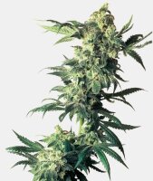 Sensi Seeds Northern Lights #5 x Haze Fem. 10St.