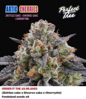 Perfect Tree Artic Cherries Fem 6St.