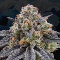 Perfect Tree DOKI DOKI Fem 6St.