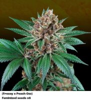 Perfect Tree Iced Peach x6 Fem 6St.