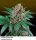 Perfect Tree Iced Peach x6 Fem 6St.