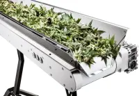 Sunflower - Conveyor IN