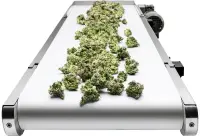 Sunflower - Conveyor OUT