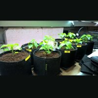 Gronest Stofftopf 15L 24.5 x 24.5 x 25 cm