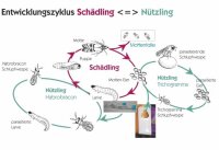 Schlupfwespe Trichogramma evanescens