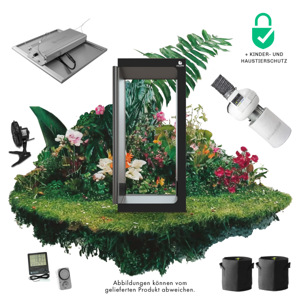 Caluma Set - 2 Plants Premium (80 x 80 cm, 150 W)