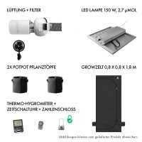 Caluma Set - 2 Plants Premium (80 x 80 cm, 150 W)