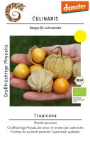 Großfrüchtige Physalis Tropicana
