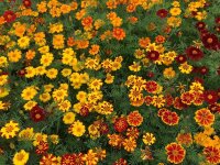 Buntblühende Tagetes Nova