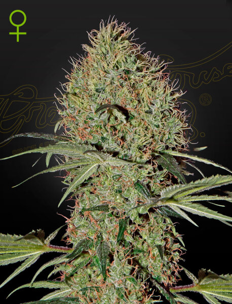 Green House Seed Co. Super Bud Auto Fem. 3St.