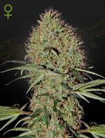 Green House Seed Co. Super Bud Auto Fem. 3St.