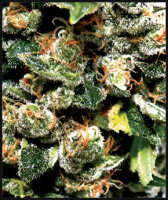 Green House Seed Co. Jack Herer Fem. 3St.