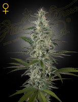 Green House Seed Co. Hawaiian Snow Fem. 3St.