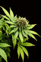 Kannabia Hellfire OG Fem. 3St.