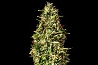 Kannabia Runtz Auto Fem. 3St.