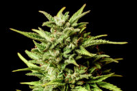 Kannabia Break-Up Cake Auto Fem. 3St.