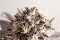 Kannabia Gelato-K Fem. 3St.