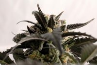 Kannabia Ginger Punsh Auto Fem. 3St.