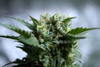 Kannabia Gnomo Auto Fem. 3St.