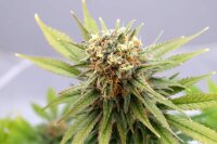 Kannabia GSC Fem. 3St.