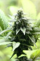 Kannabia Indica Cream Fem. 3St.