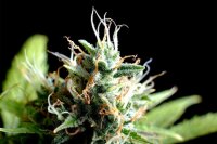 Kannabia Kickass Auto Fem. 3St.