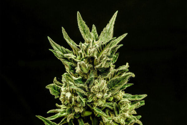 Kannabia Kritic Auto Fem. 3St.