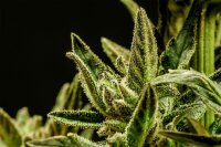 Kannabia Kritic Auto Fem. 3St.