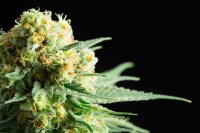 Kannabia Kritikal-K Fem. 3St.