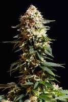 Kannabia La Blanca Fem. 3St.