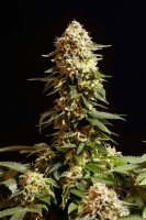 Kannabia La Reina De Africa aka Kabo Fem. 3St.