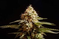 Kannabia La Reina De Africa aka Kabo Fem. 3St.