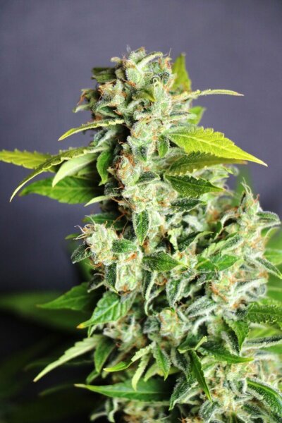 Kannabia Mikromachine Auto Fem. 3St.