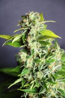 Kannabia Mikromachine Auto Fem. 3St.