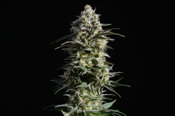 Kannabia Pure Skunk Go Fast Fem. 3St.
