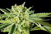 Kannabia Rainbow Sherbet Nr11 Fem. 3St.