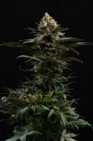 Kannabia Sativa Dream Fem. 3St.