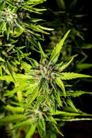 Kannabia Strawberry Haze Auto Fem. 3St.