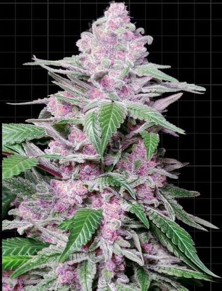 Sensi Seeds Purple Cookie Kush Fem. 3St.