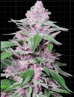 Sensi Seeds Purple Cookie Kush Fem. 3St.
