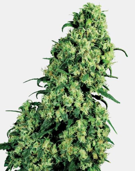 Sensi Seeds Skunk#1 Fem. 3St.