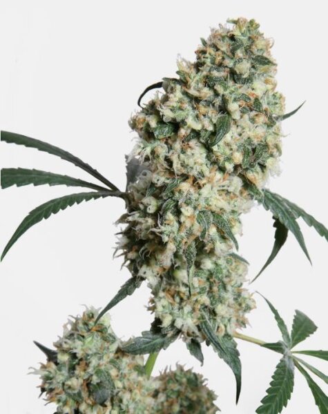 Sensi Seeds Ed Rosenthal Super Bud Reg. 10St.