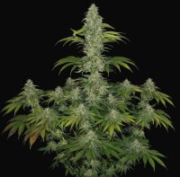 T.H. Seeds S.A.G.E. CBD Fem. 2St.