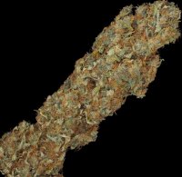 T.H. Seeds S.A.G.E. CBD Fem. 2St.