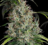 T.H. Seeds S.A.G.E. CBD Fem. 2St.