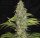 T.H. Seeds S.A.G.E. CBD Fem. 2St.