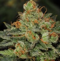 T.H. Seeds Bubblegum Fem. 6St.