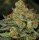 T.H. Seeds Bubblegum Fem. 6St.